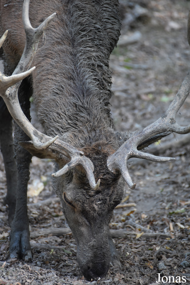 Cervus elaphus hippelaphus