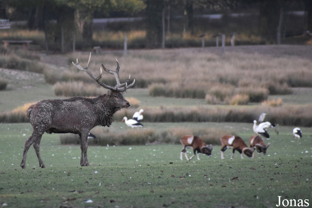 Cervus elaphus hippelaphus