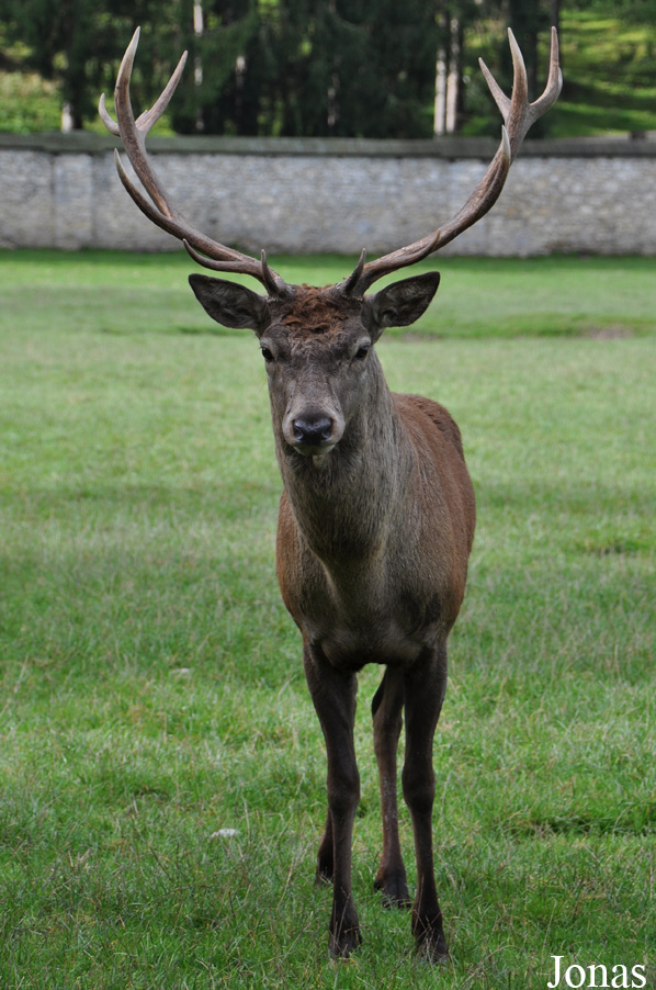 Cervus elaphus hippelaphus