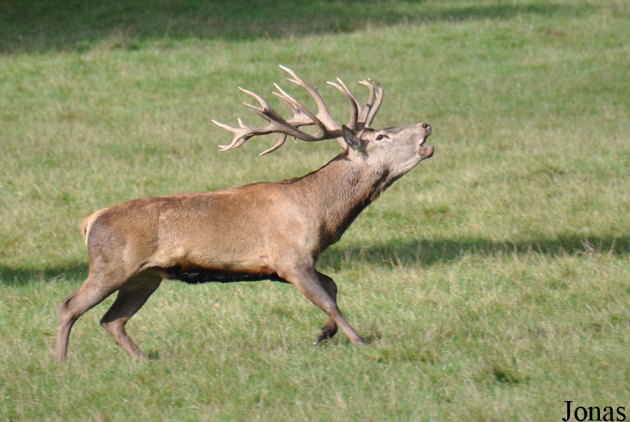 Cervus elaphus hippelaphus
