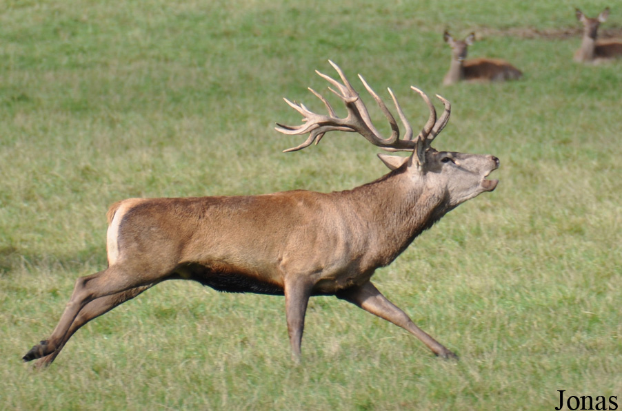 Cervus elaphus hippelaphus
