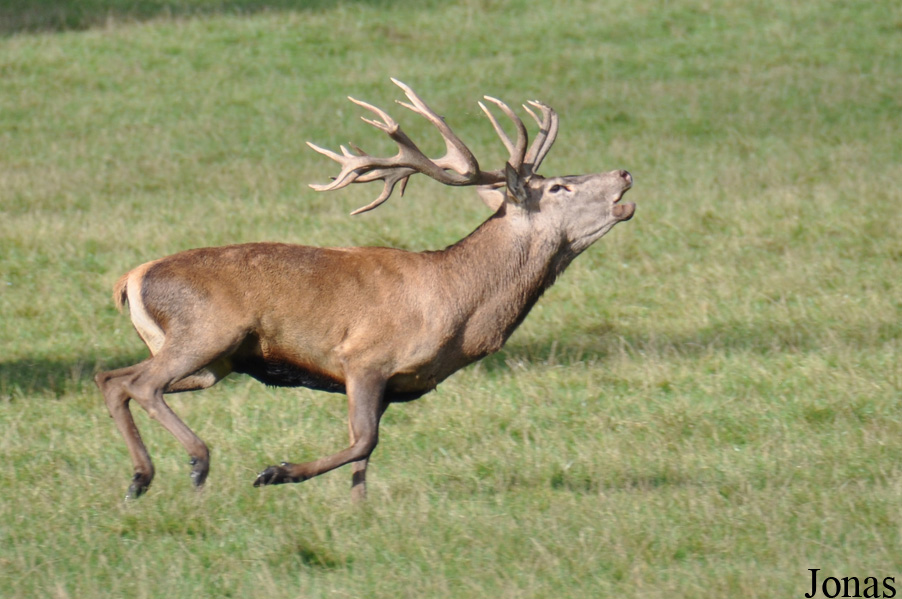 Cervus elaphus hippelaphus