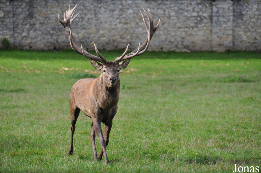 Cervus elaphus hippelaphus