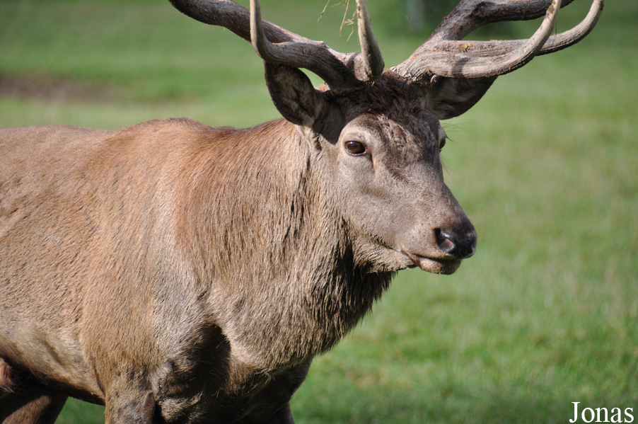 Cervus elaphus hippelaphus