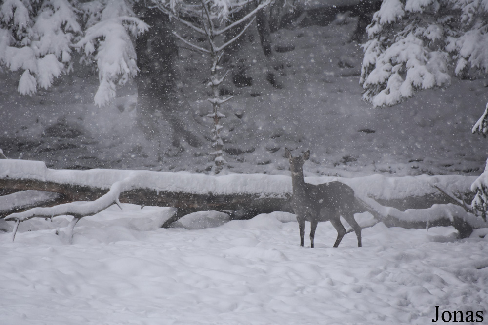 Cervus elaphus hippelaphus