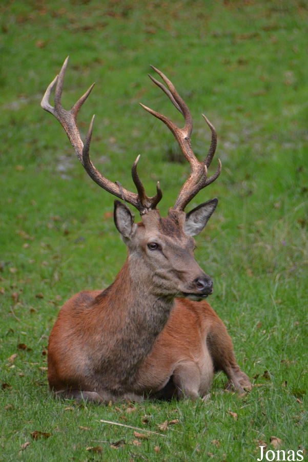 Cervus elaphus hippelaphus