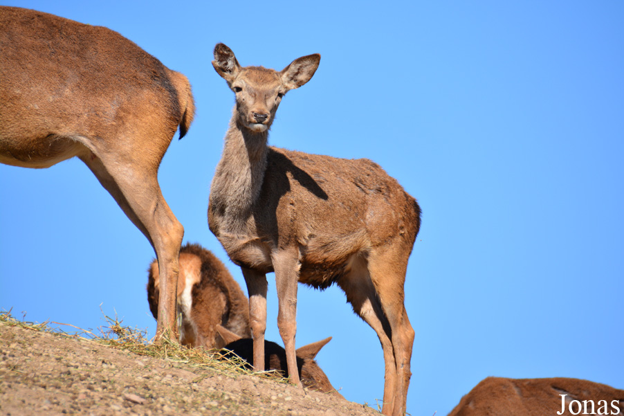 Cervus elaphus hispanicus