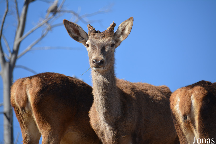 Cervus elaphus hispanicus