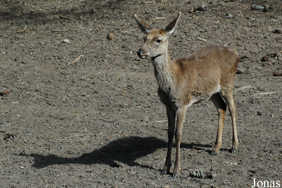 Cervus elaphus hispanicus