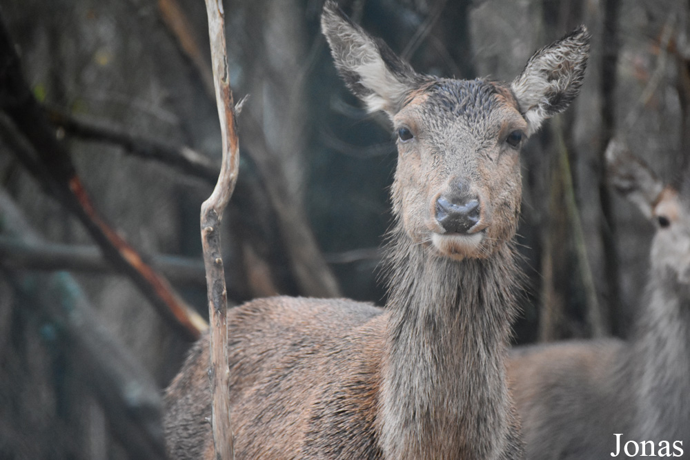 Cervus elaphus maral