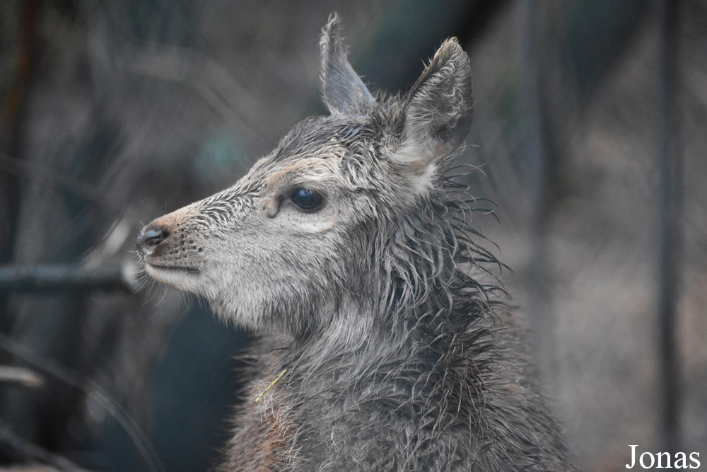 Cervus elaphus maral