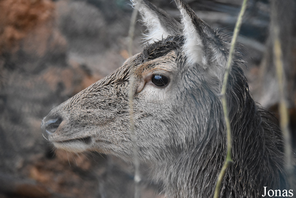 Cervus elaphus maral