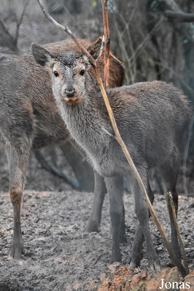 Cervus elaphus maral