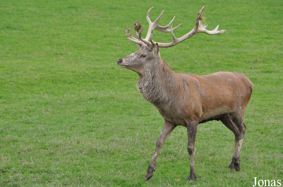 Cervus elaphus scoticus