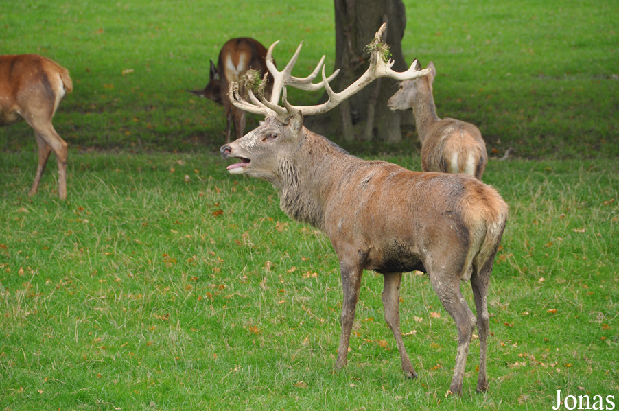 Cervus elaphus scoticus