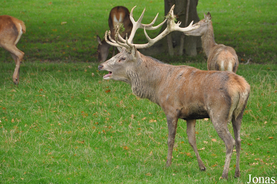 Cervus elaphus scoticus