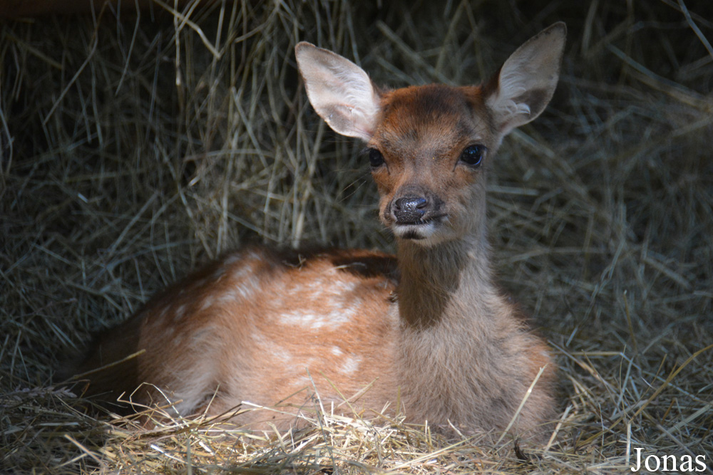 Cervus nippon
