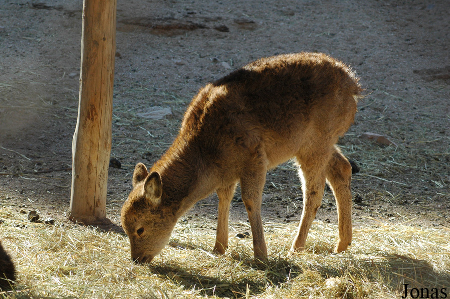 Cervus nippon