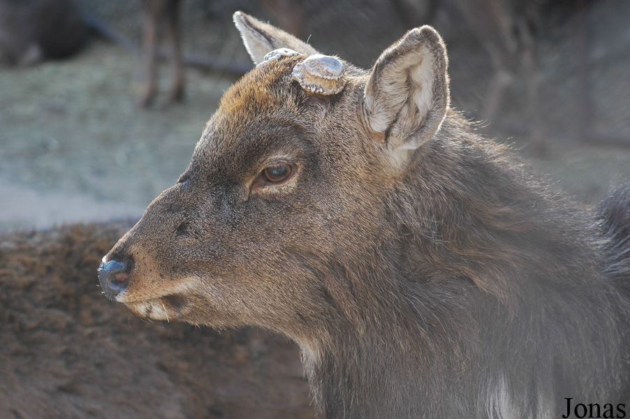 Cervus nippon