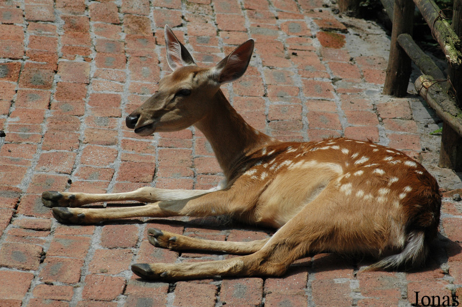 Cervus nippon