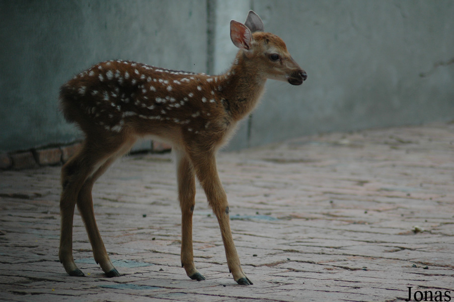 Cervus nippon