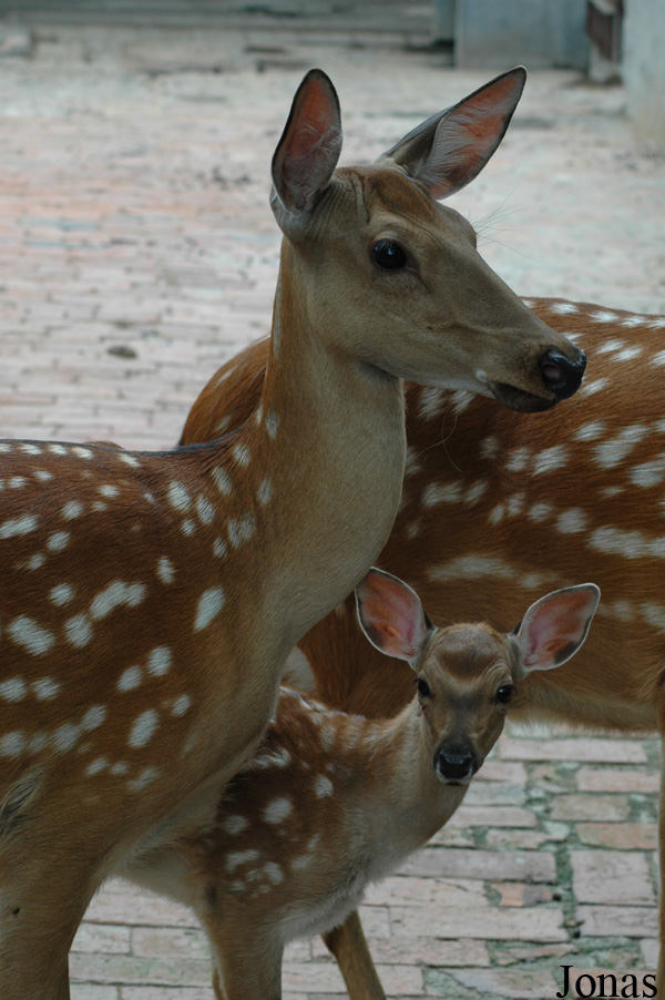 Cervus nippon