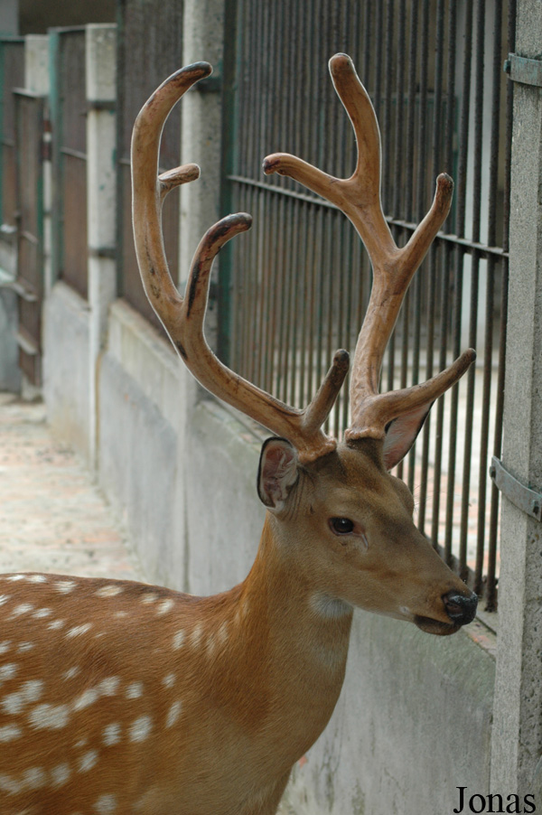 Cervus nippon