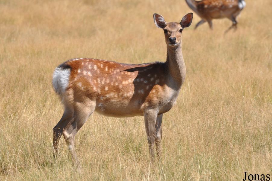 Cervus nippon
