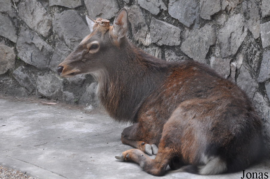 Cervus nippon