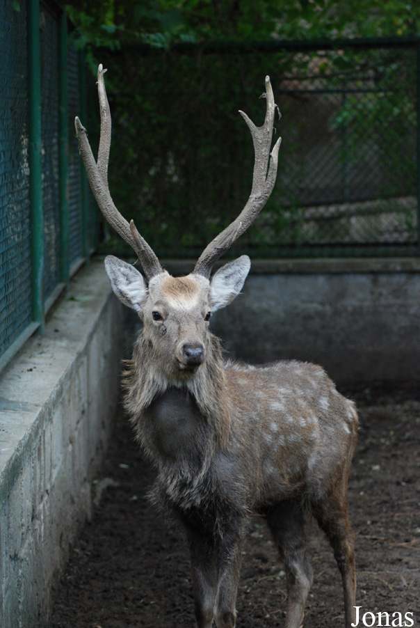 Cervus nippon