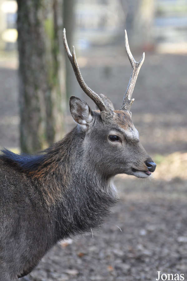 Cervus nippon
