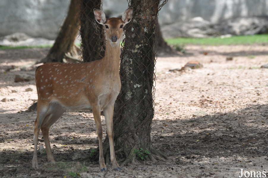 Cervus nippon