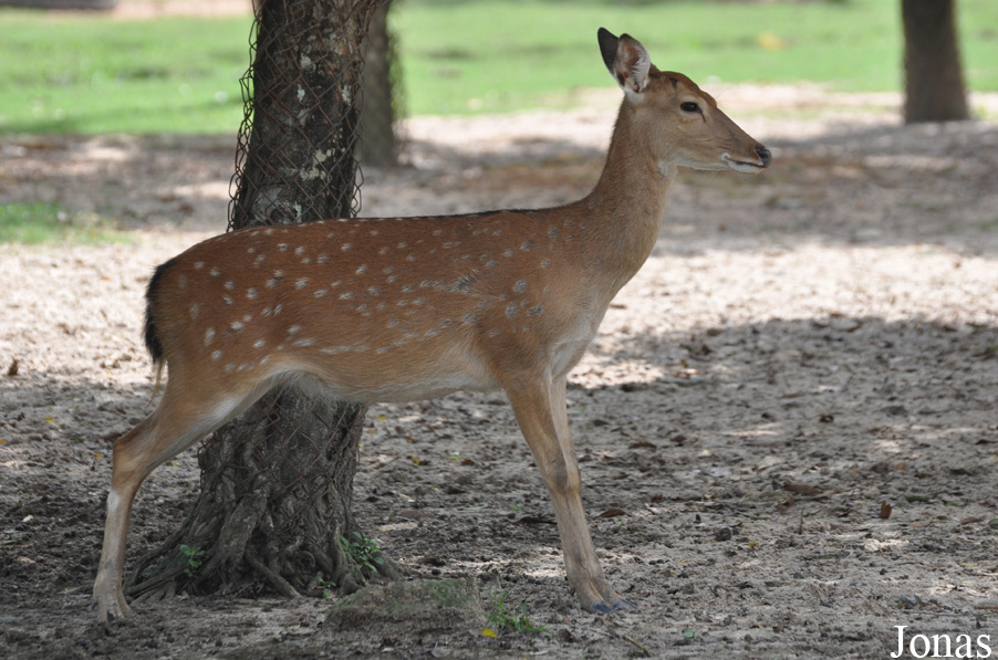 Cervus nippon