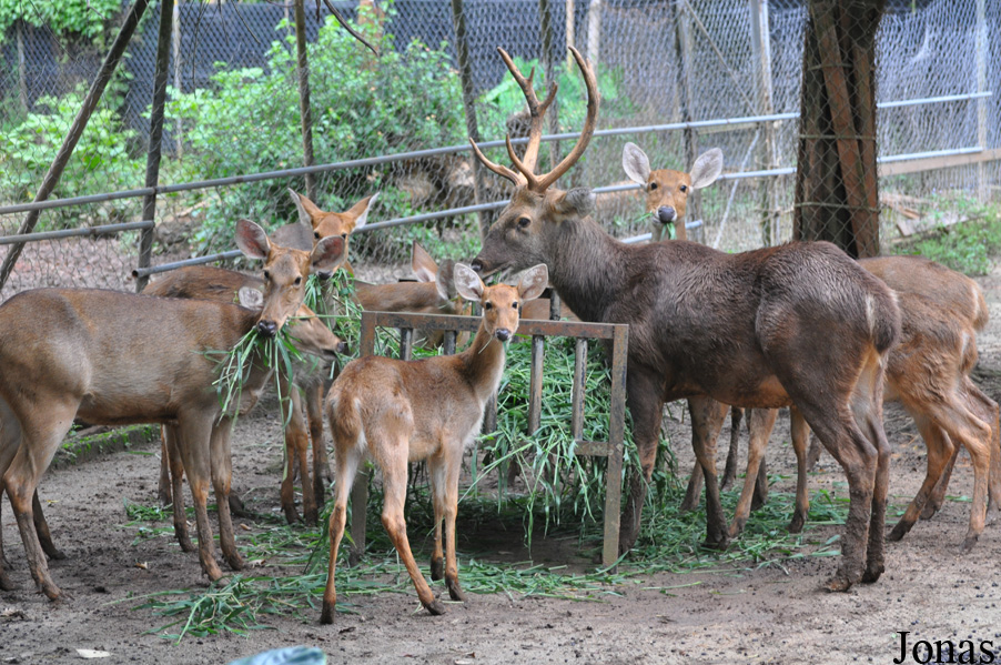 Rucervus duvaucelii