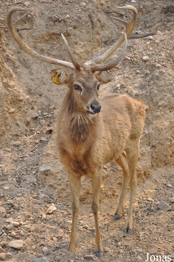 Rucervus eldii