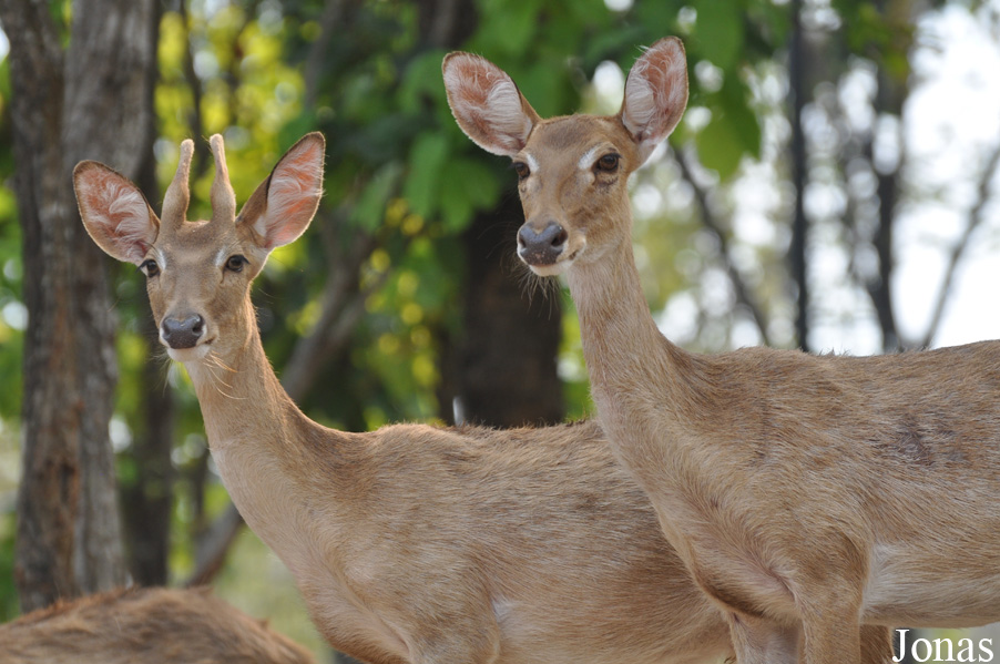 Rucervus eldii