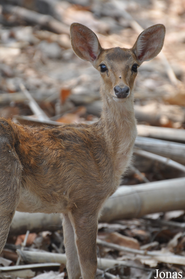 Rucervus eldii