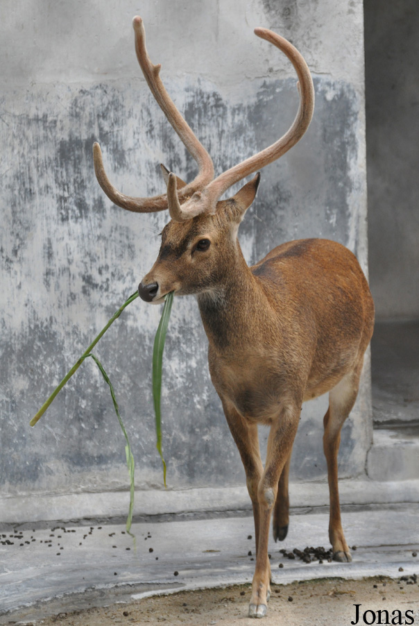 Rucervus eldii