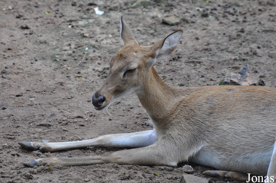 Rucervus eldii