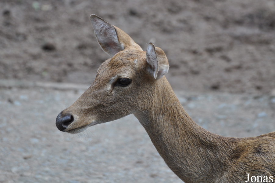 Rucervus eldii