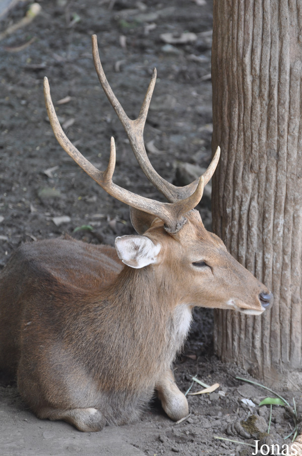 Rucervus eldii