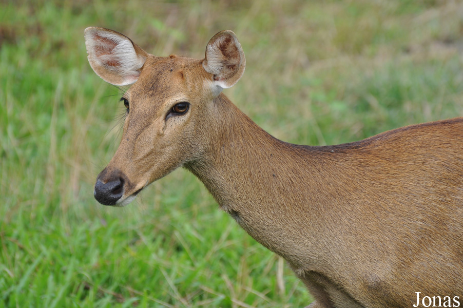 Rucervus eldii siamensis