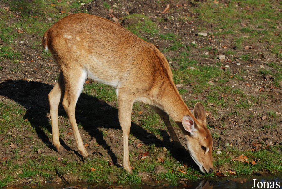 Rucervus eldii thamin