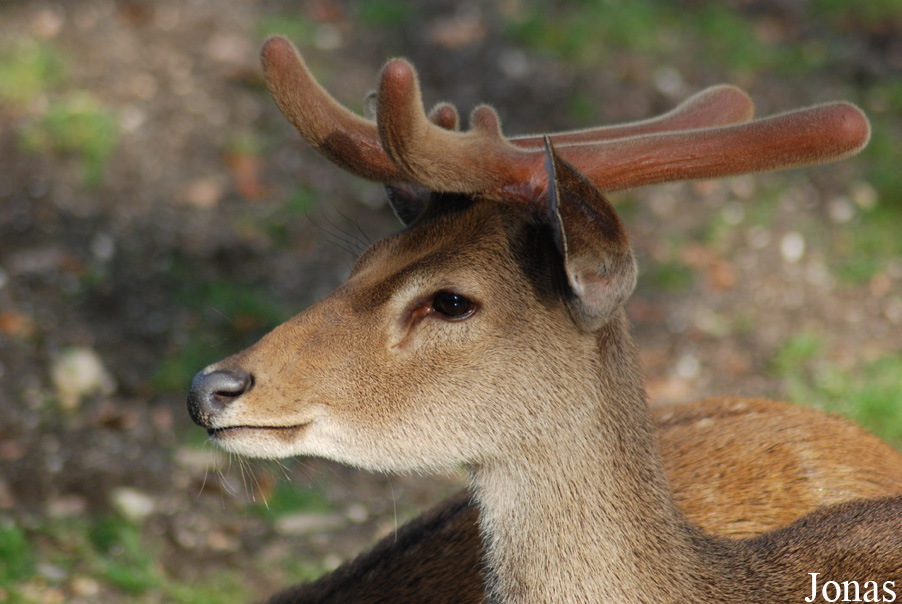Rucervus eldii thamin