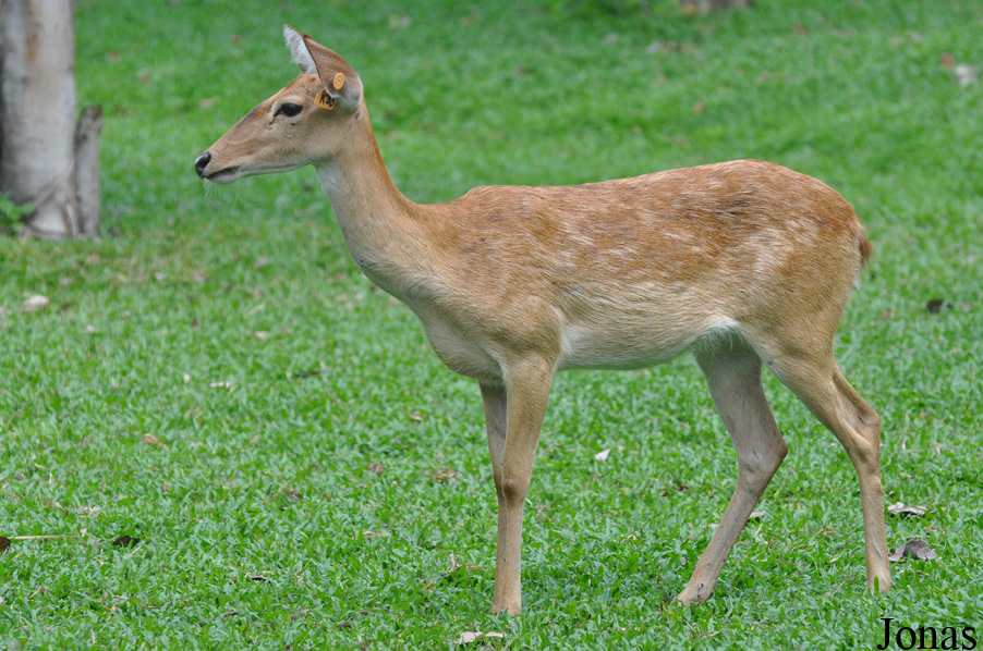 Rucervus eldii thamin