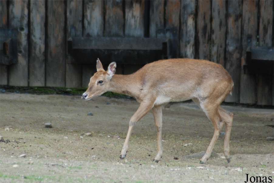 Rucervus eldii thamin