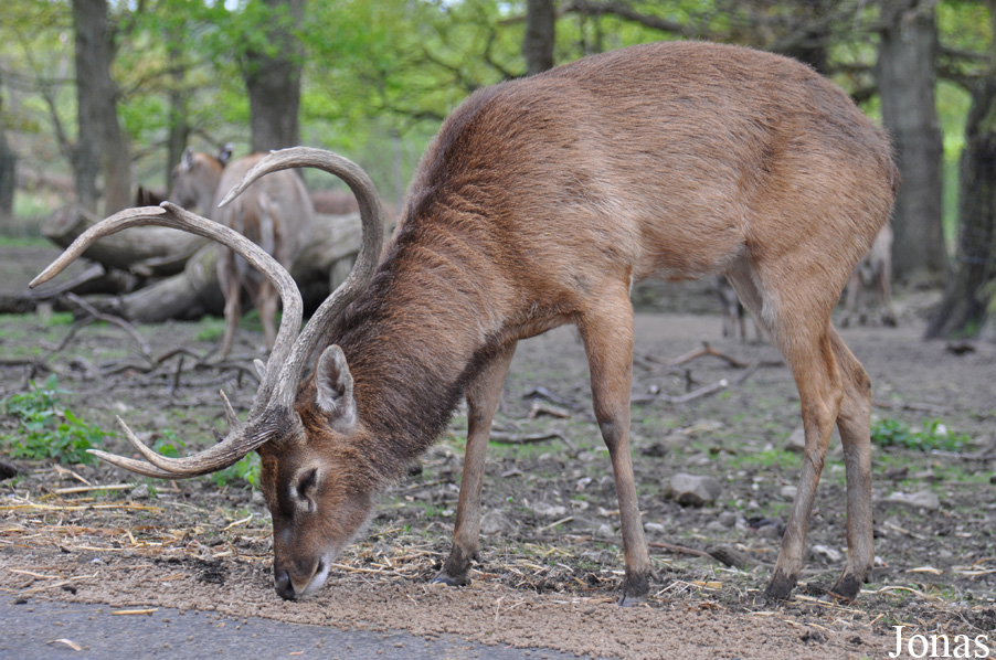 Rucervus eldii thamin