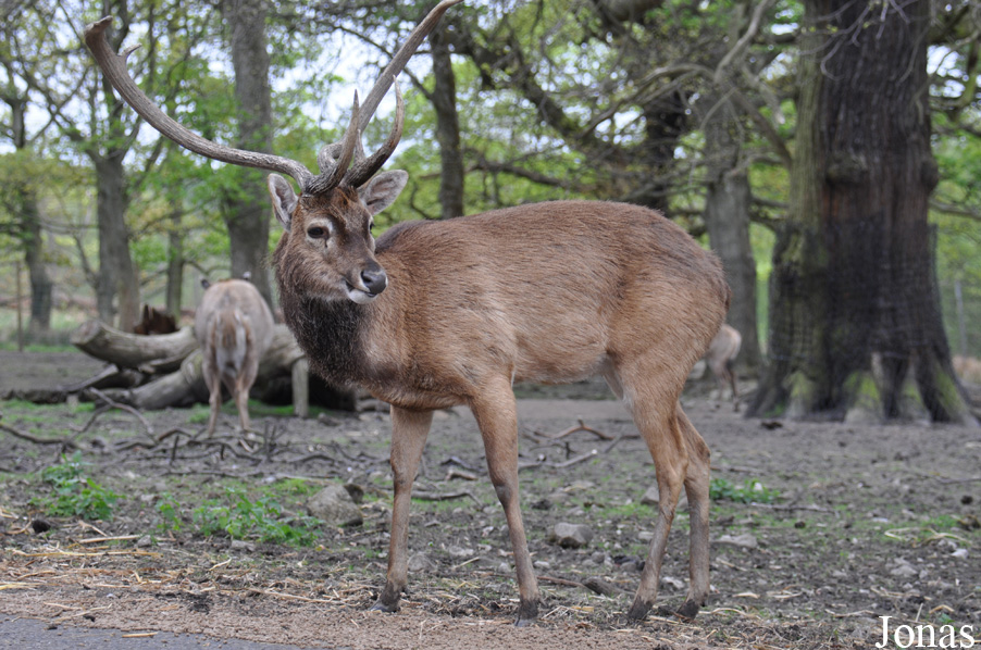 Rucervus eldii thamin