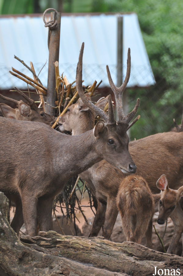 Rusa timorensis