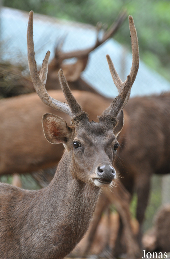 Rusa timorensis
